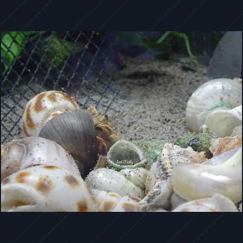 I see you there 🐚  --- #hermie #hermit #hermies #hermits #hermitcrab #hermitcrabs #hermitcrabsofinstagram #crab #crabs #crabitat #crabtank #crabsofinstagram #instapet #instacrab #tank #aquarium #pet #pets #petsagram #petsofinstagram #healthy #molt # | by seriouslypinkps4