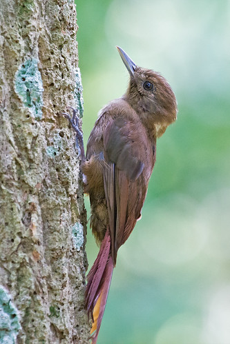 Plain-winged Woodcreeper (Dendrocincla turdina) | by Rodrigo Conte