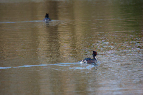 Great crested grebes, Pool Hall fishing lake