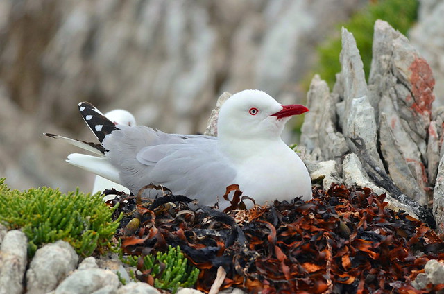 Adult red-billed gull on nest (New Zealand)