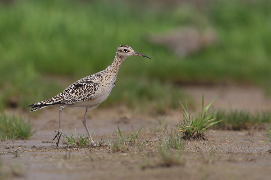 Numenius minutus | Little Curlew | dvärgspov