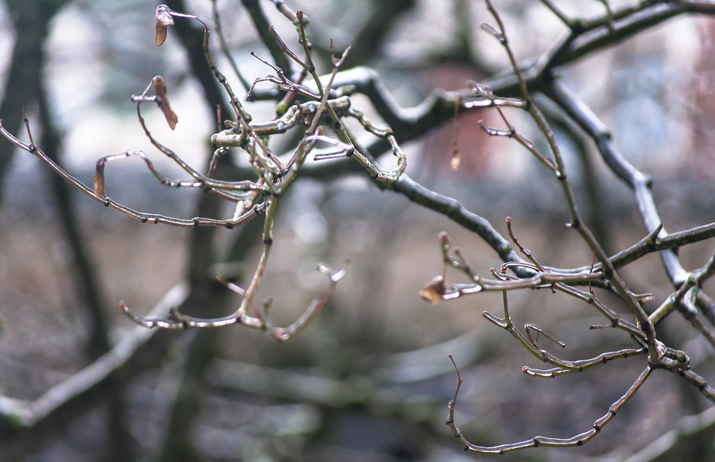 Frozen Ice Branches