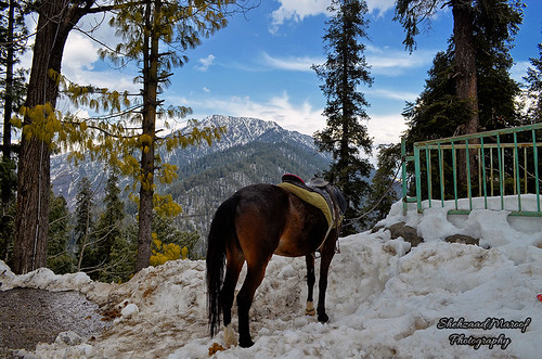 winter pakistan horse mountain snow nikon hill himalaya nathiagali miranjani abbottabad