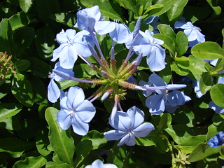 starr-070207-4265-Plumbago_auriculata-flowers-Hookele_Rd_Kahului-Maui | by Starr Environmental