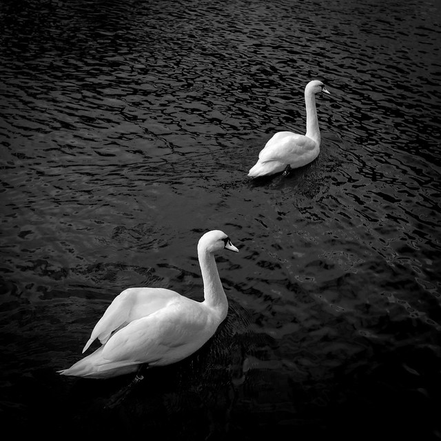 White Swans, Black Sea