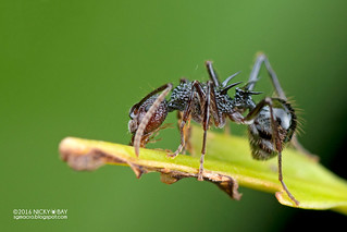 Ant (Polyrhachis sp.) - DSC_8130