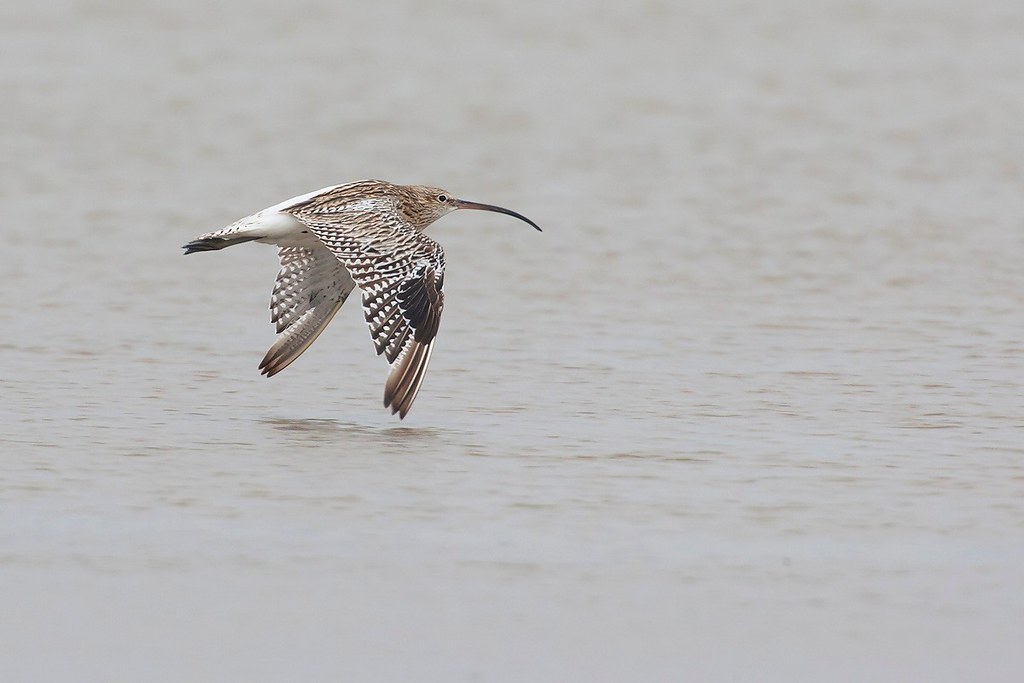 Numenius arquata | Eurasian Curlew | storspov
