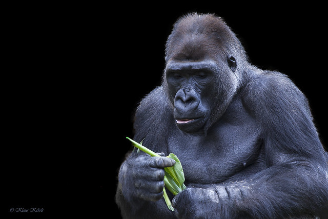 Gorilla - 20081304