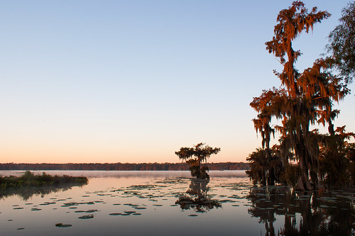 trees usa lake sunrise reeds still louisiana atchafalayabasin delta bayou swamp spanishmoss wetlands cypress lakemartin
