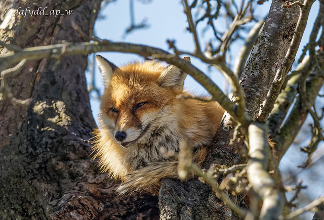 Fox in a tree!