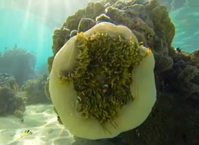 Large Sea Anemone in Raiatea with Clownfish