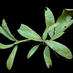 Quercus oglethorpensis 