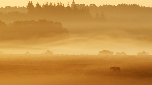 Views across the mist (2015-09-26) by snjscuba : t'=t.(1-(v^2/c^2))^-1, With mists hanging over the open ground, the sun coming up on the horizon, and a herd of ponies ambl