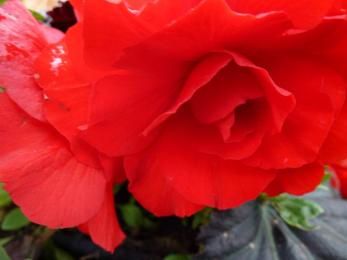 Red Begonia Flowers ! | by Mara 1