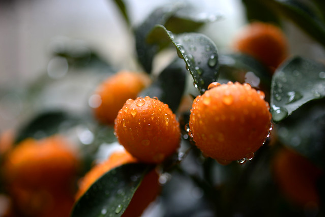 Kumquat jardin divers - atana studio
