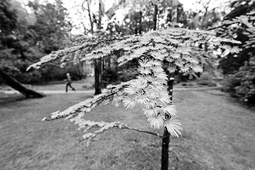 tree film garden landscape blackwhite northcarolina negative walker expired tmax400 unc xtol blancetnoir cokerarboretum selfdev