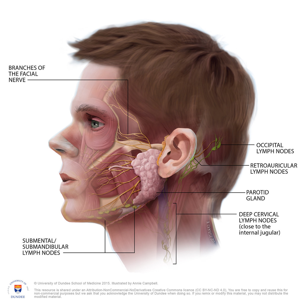 Back Of Neck Anatomy Glands The Lymphatics Of The Head Face And