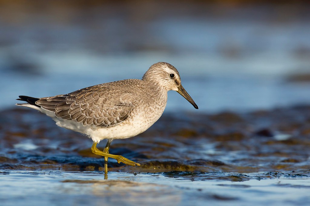 Calidris canutus | Red Knot | kustsnäppa