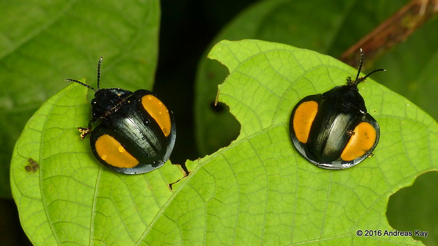 Tortoise beetles, Omaspides specularis