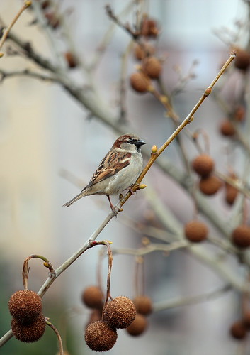 Belgrade sparrow posing | by Inka56