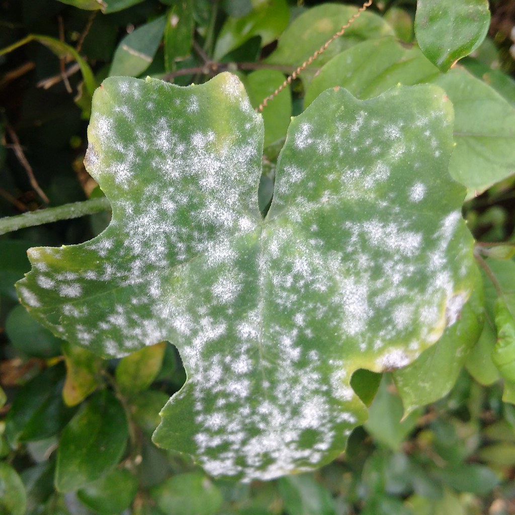 Image result for powdery mildew