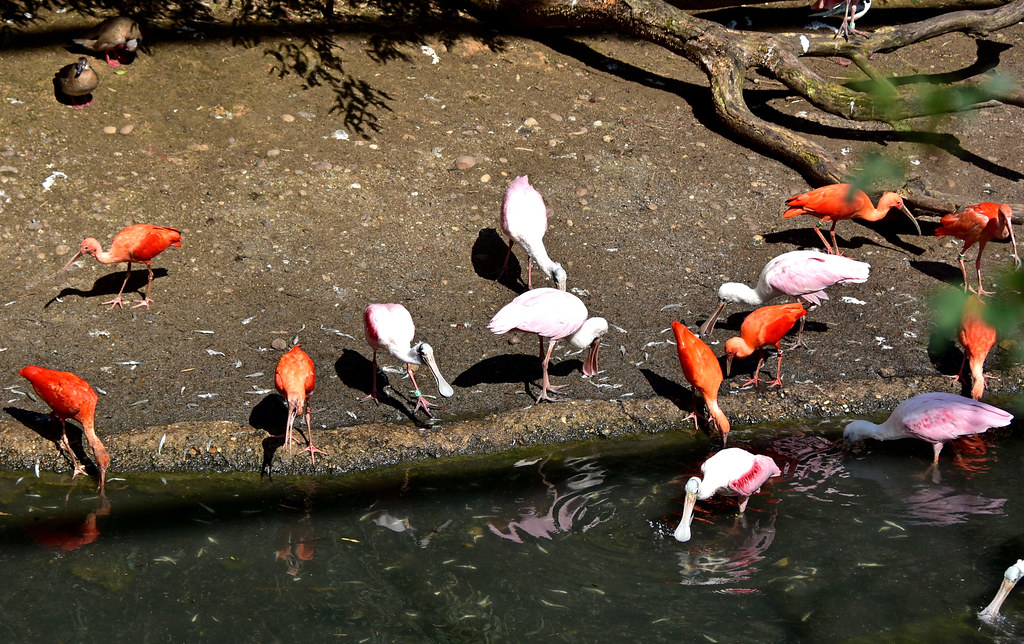 Spatules rosées et ibis rouges