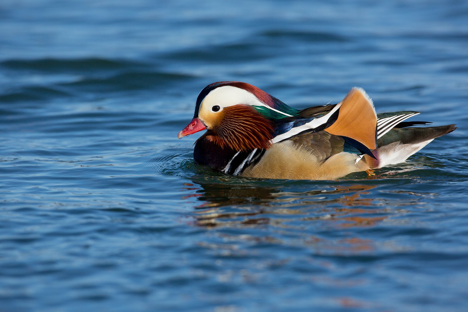 Aix galericulata | Mandarin Duck | mandarinand