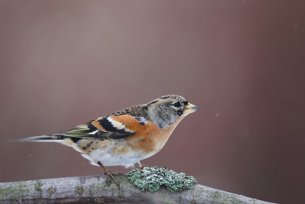 Fringilla montifringilla | Brambling | bergfink