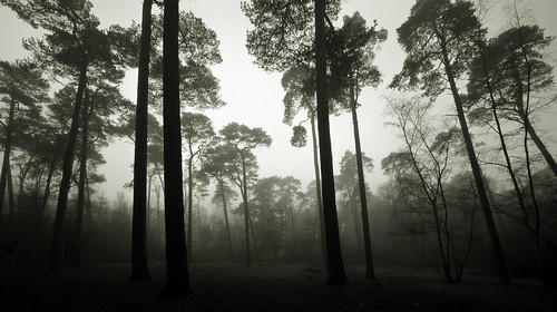 trees blackandwhite mist holland netherlands monochrome fog forest landscape woods silhouettes wideangle zeist 10mm efs1022mm ultrawidezoom