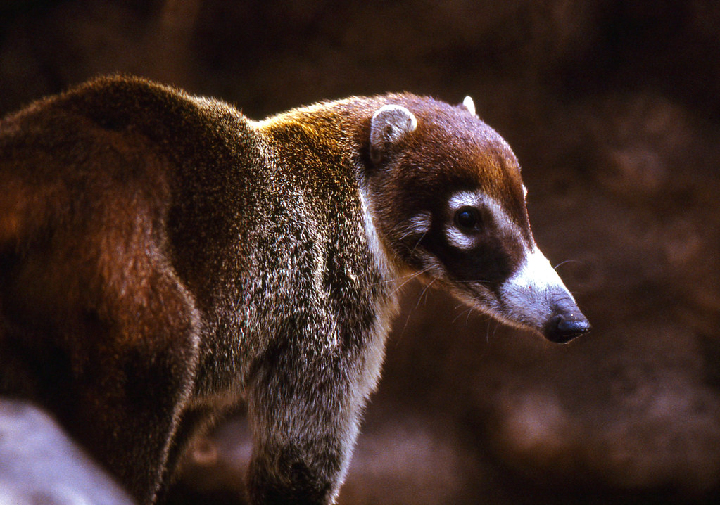 white nosed coatimundi for sale