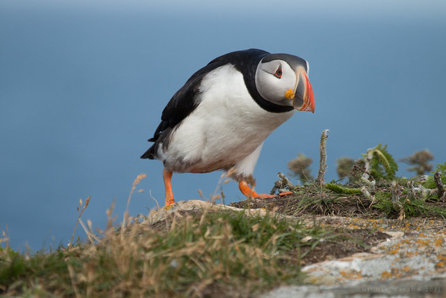 Polite Puffin