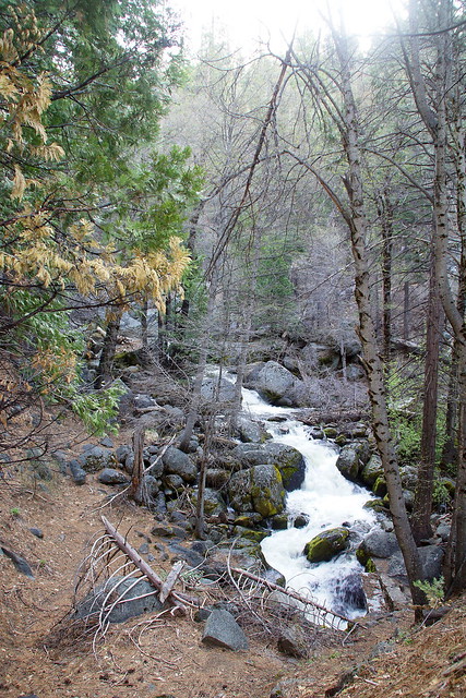 Alder Creek in Yosemite National Park