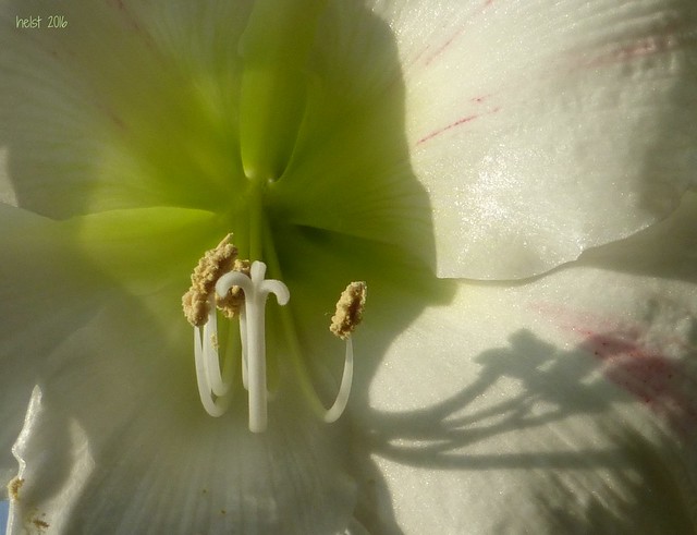 White Amaryllis close up