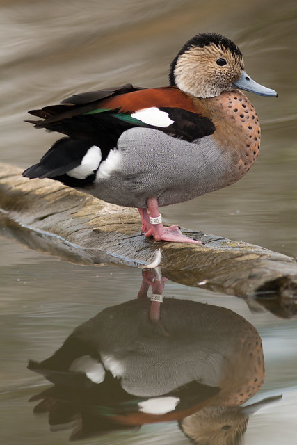 Reflected Ringed teal | London Wetland Centre | April 2016-4