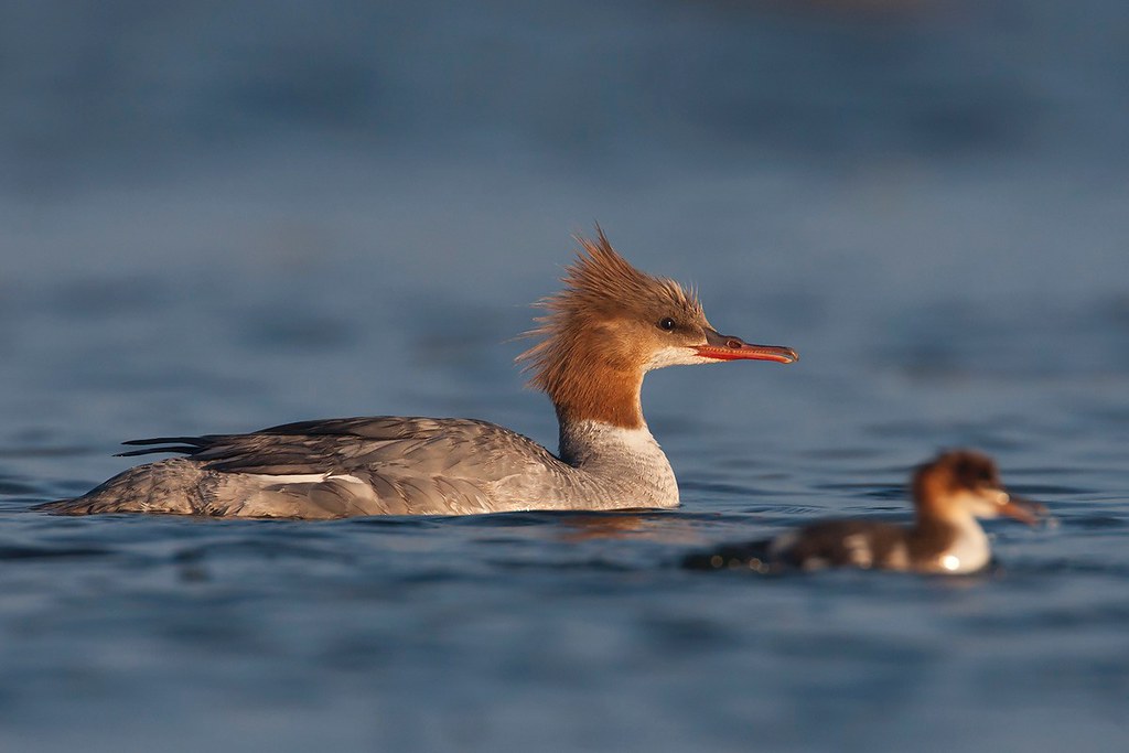 Mergus merganser | Common Merganser | storskrake