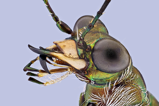 Cicindelidae Sandlaufkäfer/tiger beetle     Seychellen, Praslin Island / ID please