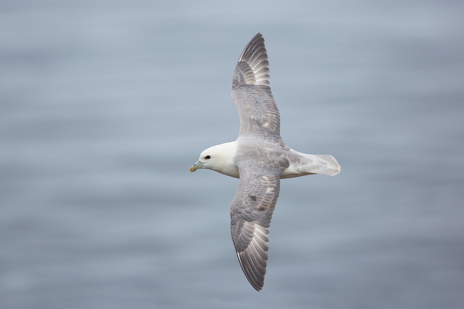 Fulmarus glacialis | Northern Fulmar | stormfågel