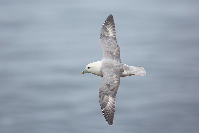 Fulmarus glacialis | Northern Fulmar | stormfågel