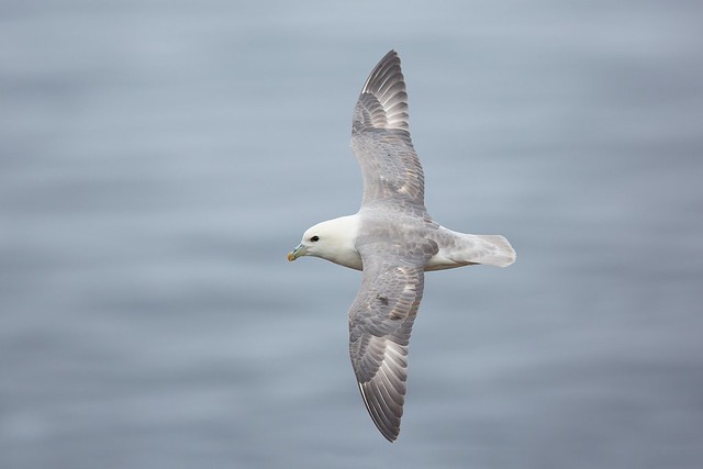 Fulmarus glacialis | Northern Fulmar | stormfågel
