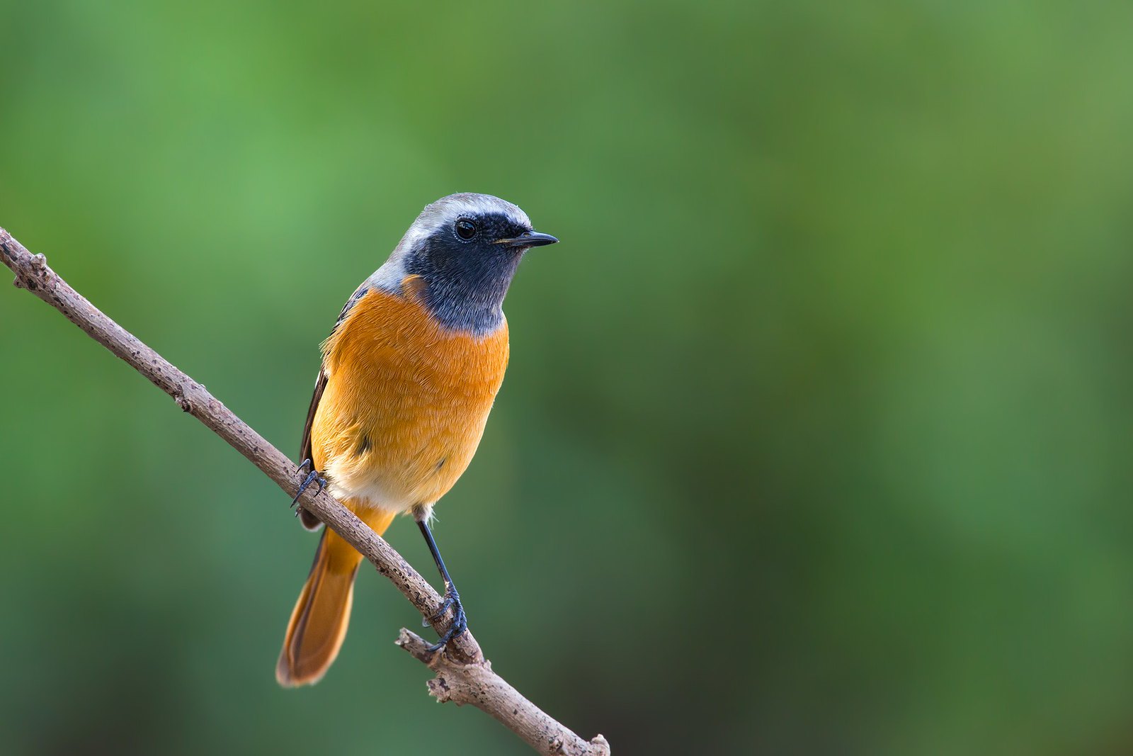 Phoenicurus auroreus | Daurian Redstart | svartryggig rödstjärt