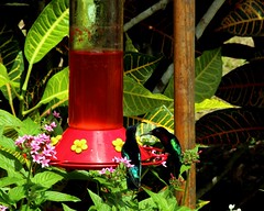 Pair of Hummingbirds