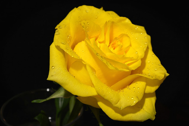 Yellow Rose  *Friendship*Joy*Good Health*