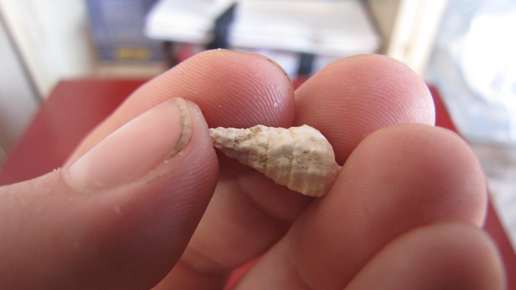 schránka gastropoda Cerithium Vulgatum