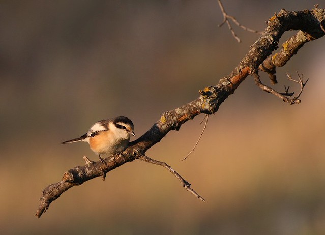 Lanius nubicus | Masked Shrike | masktörnskata