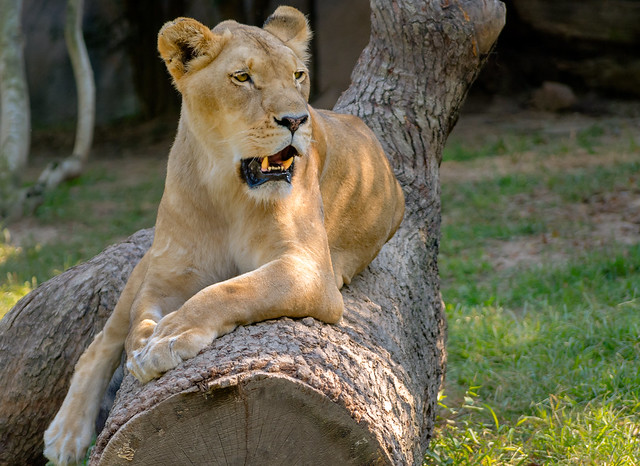 African lioness at the Memphis Zoo in Memphis Tennesee
