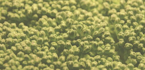 macro green vegetables broccoli vegetable bumpy fresh extensiontubes extensiontube20mm macromondays nikond7100
