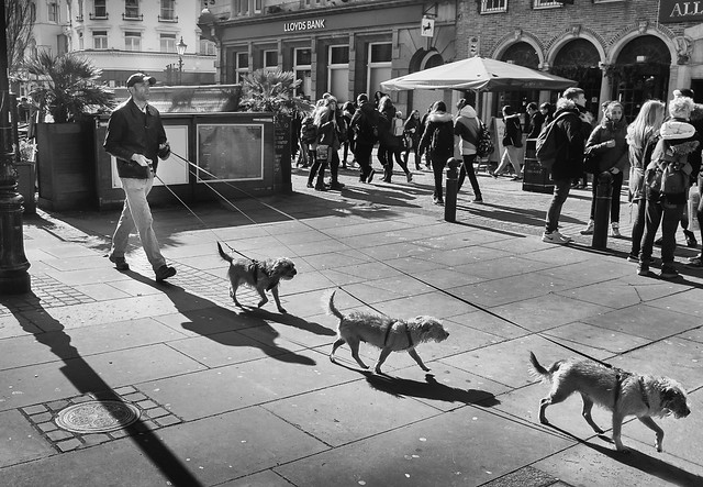 Man Walking Three Little Dogs in a Row. Brighton.