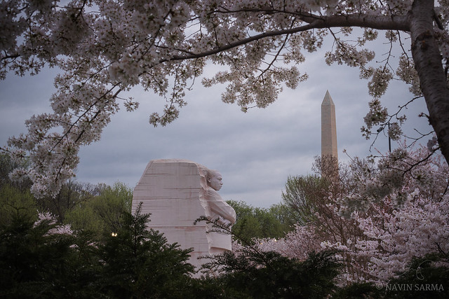 Cherry Blossoms over the Martin Luther King Memorial
