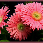 Gerberas roses - Pink Gerbera