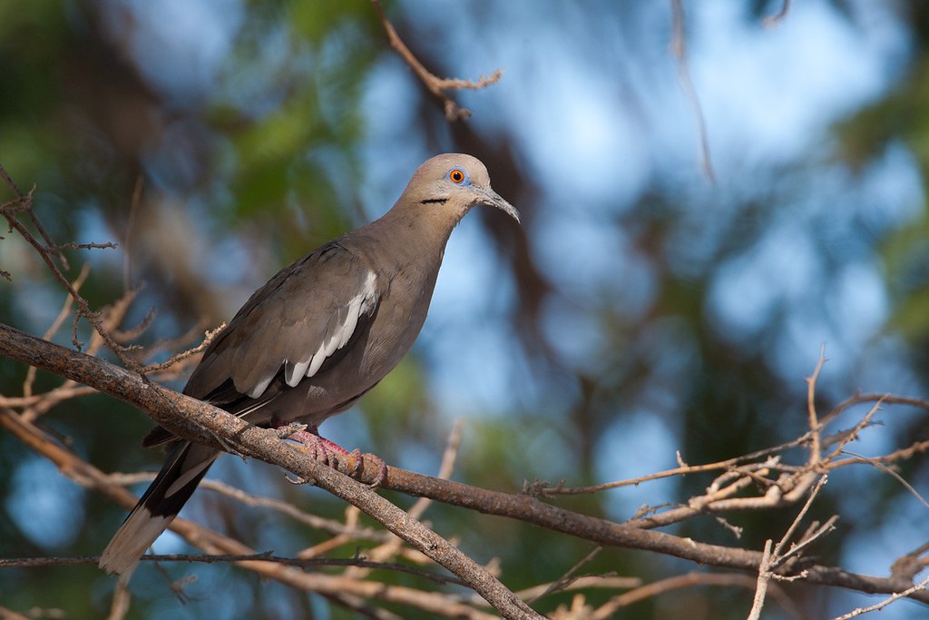 Zenaida asiatica | White-winged Dove | vitvingad duva